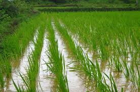 Agriculture